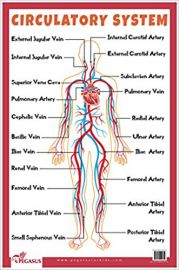 CIRCULATORY SYSTEM EDUCATIONAL CHART