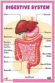DIGESTIVE SYSTEM EDUCATIONAL CHART