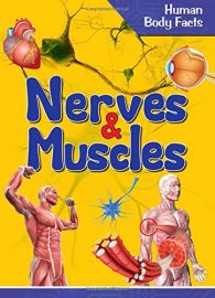Human Body Facts : NERVES & MUSCLES