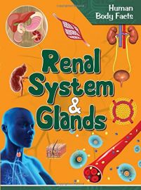 Human Body Facts : RENAL SYSTEM & GLANDS